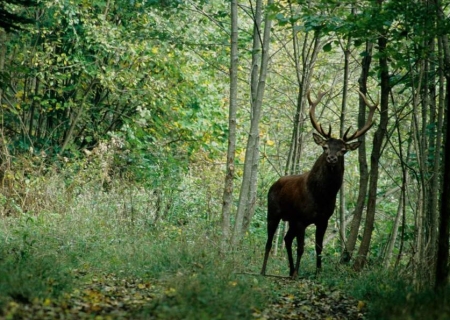 Balade nature & légendes
